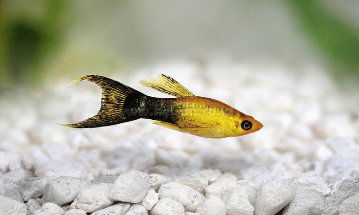 Ikan Molly Emas
