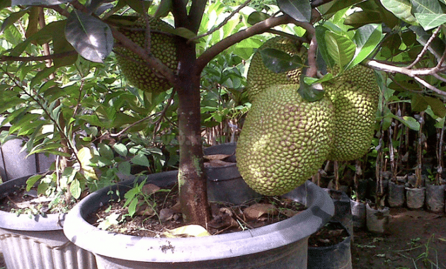 Panduan Cara Budidaya Nangka Merah Agar Cepat Berbuah