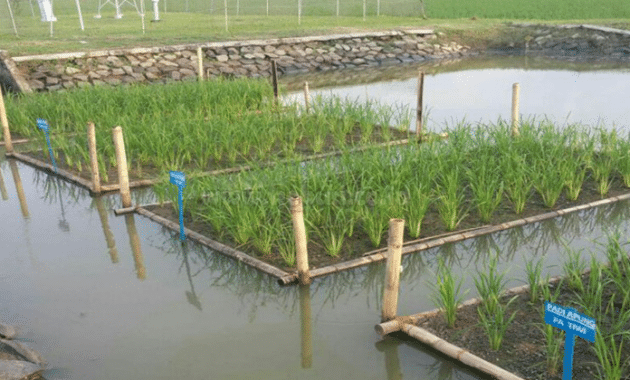 Panduan Cara Budidaya Padi Rakit Apung Di Lahan Rawa