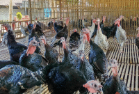 Panduan Cara Budidaya Ternak Ayam Kalkun Bagi Pemula