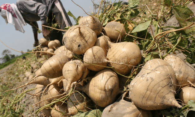 Panduan Cara Menanam Bengkuang Agar Cepat Berbuah