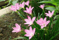 Panduan Cara Menanam Bunga Zephyranthes Bagi Pemula