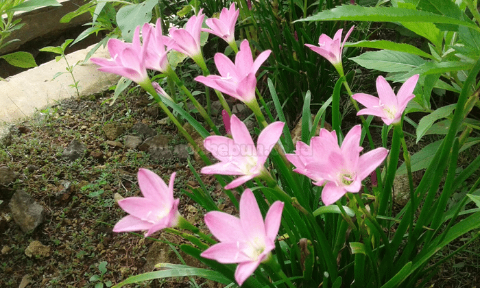 Panduan Cara Menanam Bunga Zephyranthes Bagi Pemula