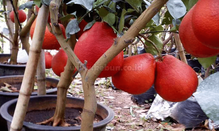 Panduan Cara Menanam Pamelo Merah Agar Cepat Berbuah