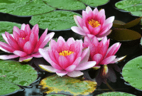 Panduan Cara Menanam dan Merawat Bunga Lotus Bagi Pemula