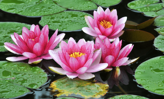 Panduan Cara Menanam dan Merawat Bunga Lotus Bagi Pemula