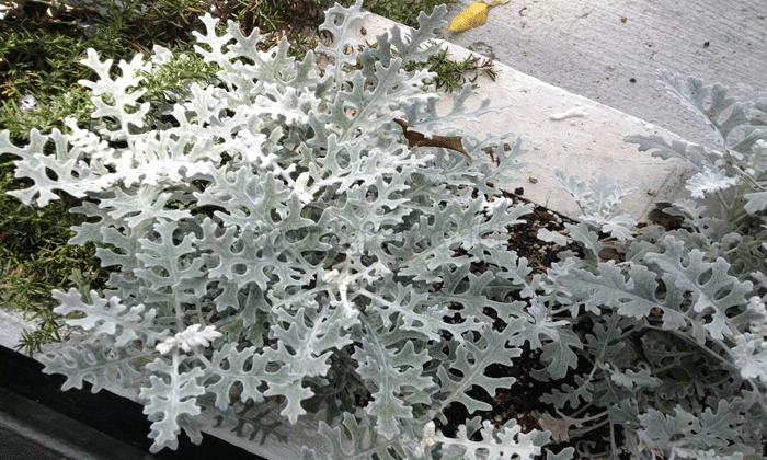 Panduan Cara Merawat Tanaman Putri Salju (Dusty Miller)