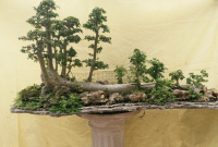 Panduan Cara Mudah Membuat Bonsai Serut Bagi Pemula