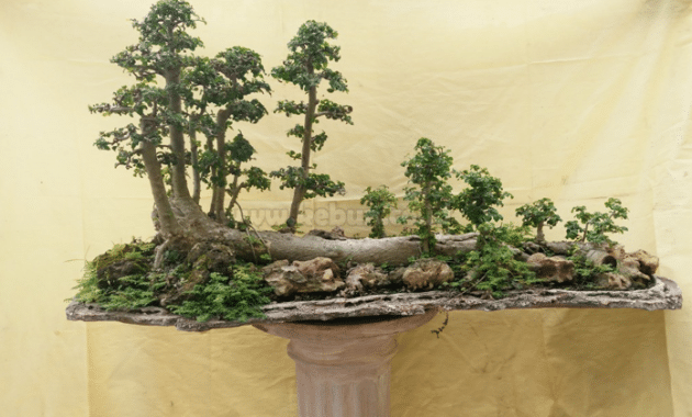 Panduan Cara Mudah Membuat Bonsai Serut Bagi Pemula