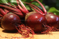 Panduan Cara Mudah Menanam Buah Bit Dalam Pot Bagi Pemula