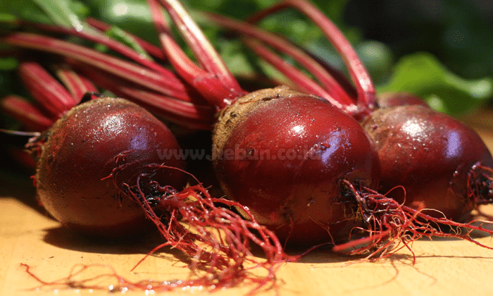 Panduan Cara Mudah Menanam Buah Bit Dalam Pot Bagi Pemula