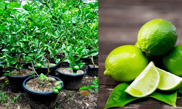 Panduan Lengkap Cara Stek Jeruk Lemon Mudah Bagi Pemula