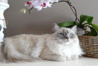 Perbedaan Kucing Anggora dan Persia Serta Karakteristiknya