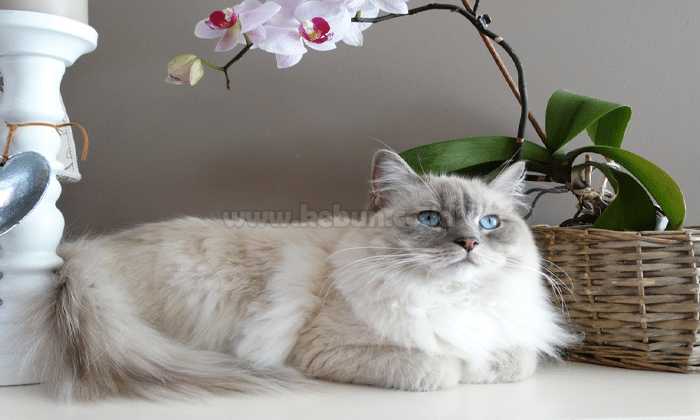 Perbedaan Kucing Anggora dan Persia Serta Karakteristiknya