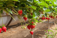 Budidaya Strawberry Tanpa Tanah (Soilless) Ramah Lingkungan