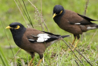 Cara Merawat Burung Jalak Nias Agar Gacor dan Jinak