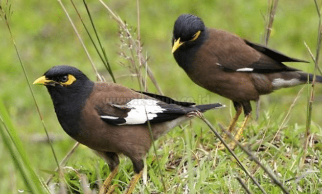 Cara Merawat Burung Jalak Nias Agar Gacor dan Jinak