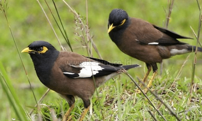 Cara Merawat Burung Jalak Nias Agar Gacor Dan Jinak