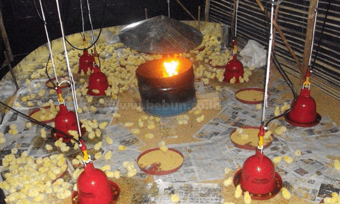 Cara Merawat DOC (Day Old Chicken) Ayam Broiler Bagi Pemula