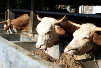 Cara Pencegahan dan Pengobatan Jenis Penyakit Sapi