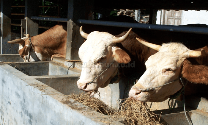 Cara Pencegahan dan Pengobatan Jenis Penyakit Sapi