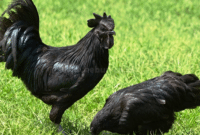 Panduan Cara Beternak Ayam Cemani Bagi Pemula Lengkap