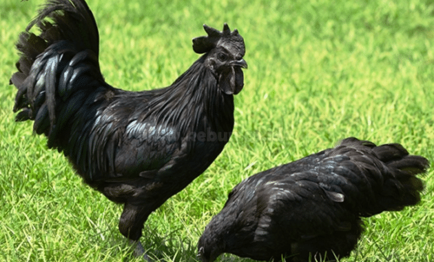 Panduan Cara Beternak Ayam Cemani Bagi Pemula Lengkap