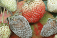 Panduan Cara Pengendalian Hama dan Penyakit Pada Strawberry