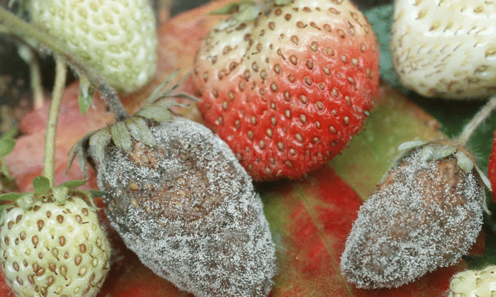 Panduan Cara Pengendalian Hama dan Penyakit Pada Strawberry