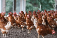 Panduan Cara Ternak Ayam Buras Bagi Pemula Lengkap