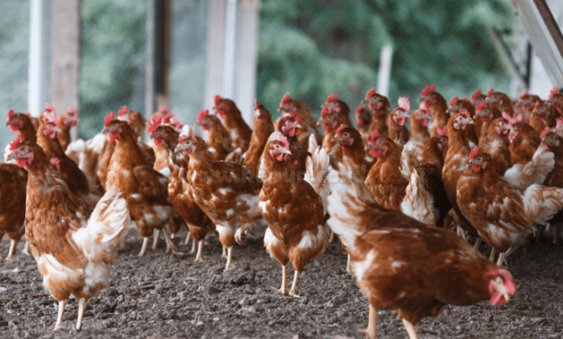 Panduan Cara Ternak Ayam Buras Bagi Pemula Lengkap
