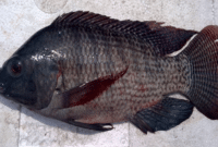 Penyakit dan Hama yang Terdapat Pada Ikan Nila