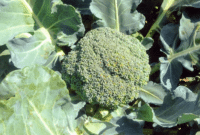 Cara Budidaya Tanaman Brokoli Bagi Pemula yang Baik