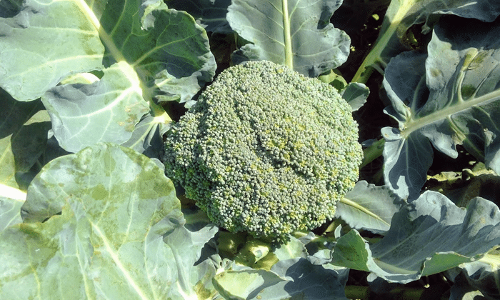 Cara Budidaya Tanaman Brokoli Bagi Pemula yang Baik