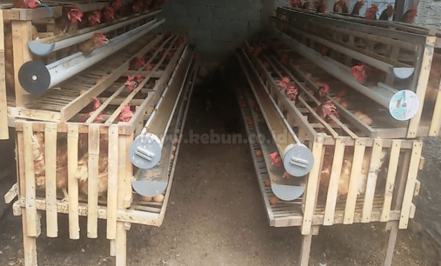 Cara Membuat Kandang Ayam Petelur Sederhana