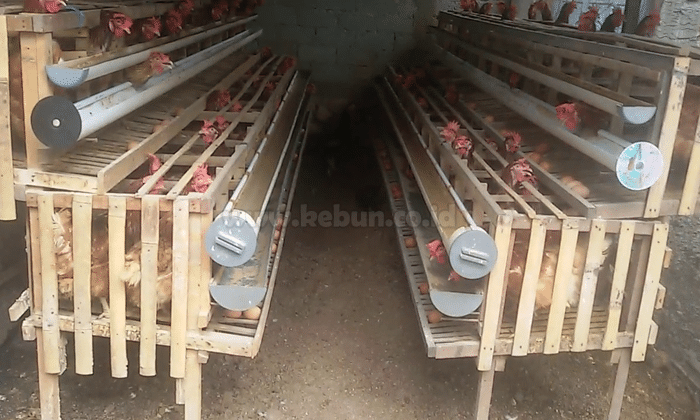 Cara Membuat Kandang Ayam Petelur Sederhana