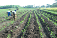 Cara Pemupukan dan Dosis Pupuk Cair Untuk Tanaman Jagung