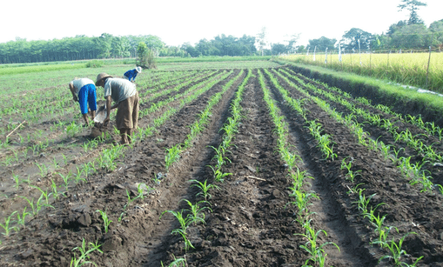 Cara Pemupukan dan Dosis Pupuk Cair Untuk Tanaman Jagung