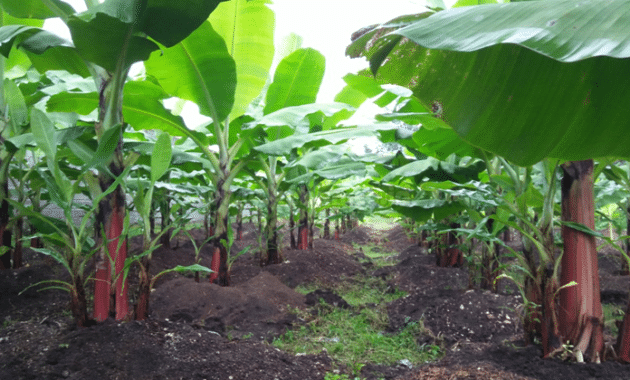 Cara Budidaya Pisang Agar Subur dan Berbuah Banyak