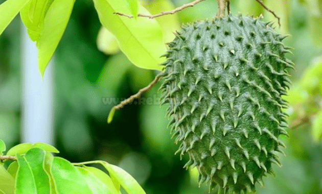 Cara Menanam Buah Sirsak Agar Cepat Berbuah Lebat