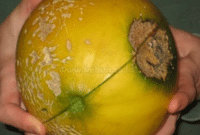 Cara Mudah Mengobati Cacar Buah Melon Dengan Tepat