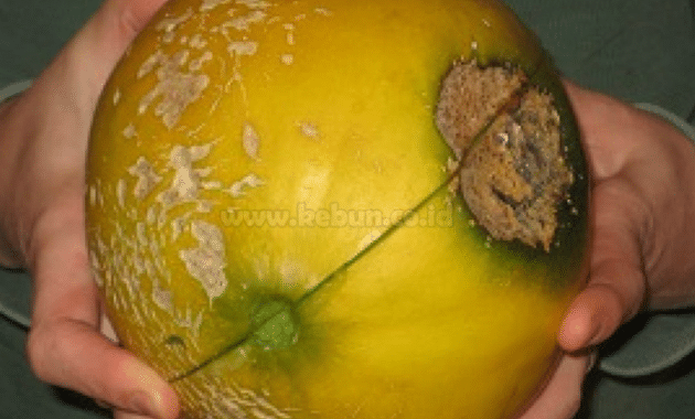 Cara Mudah Mengobati Cacar Buah Melon Dengan Tepat