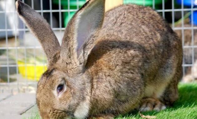 Flemish Giant