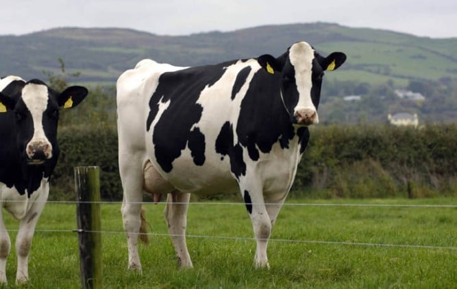 Friesian Holstein