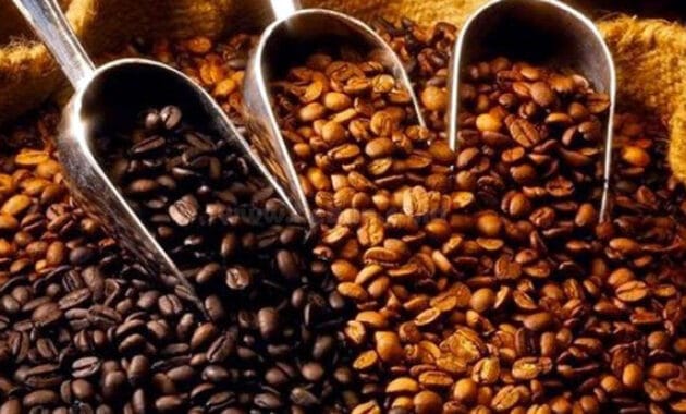 Jenis Kopi Budidaya