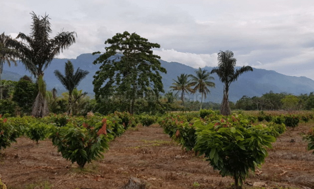 Jenis Tanaman Yang Ideal Ditanam Pada Tanah Merah