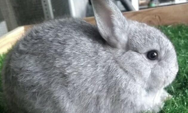 Netherland Dwarf