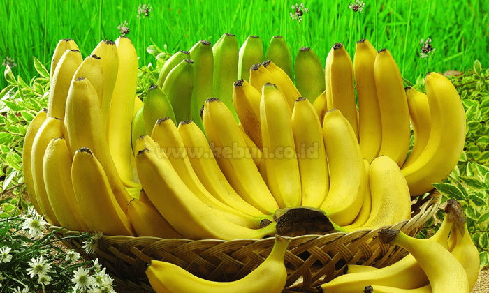 Panduan Cara Membuat Pupuk Organik Dari Buah Pisang