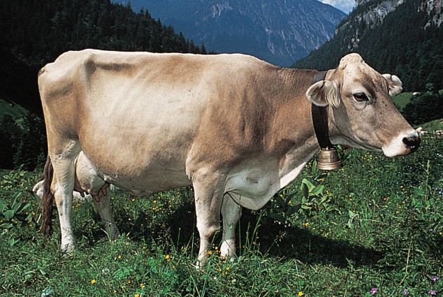 Sapi Brown Swiss