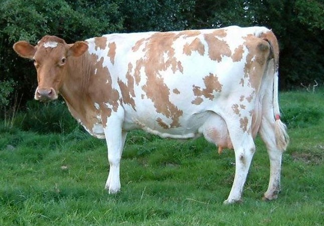 Sapi Guernsey